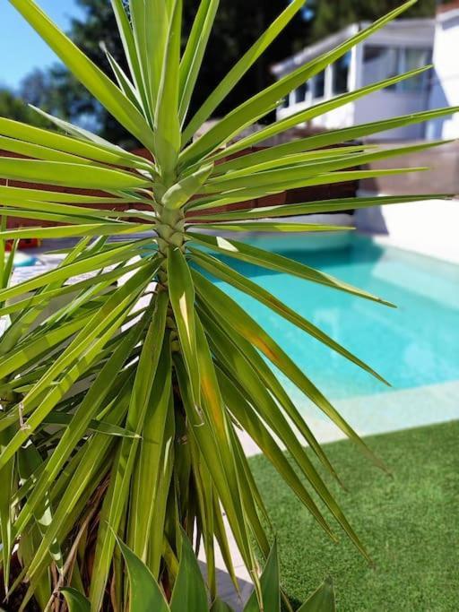 Falconera Apartaments, A Faldas De La Montana Apartment *