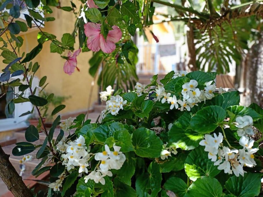 Falconera Apartaments, A Faldas De La Montana Apartment Gandia