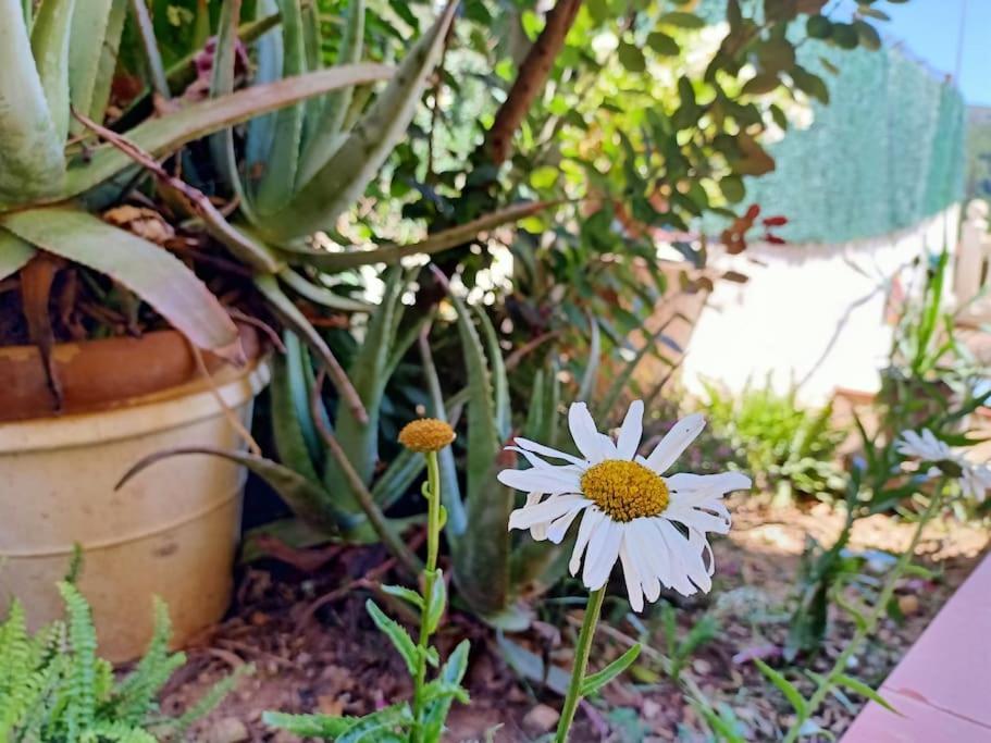 Falconera Apartaments, A Faldas De La Montana Gandia