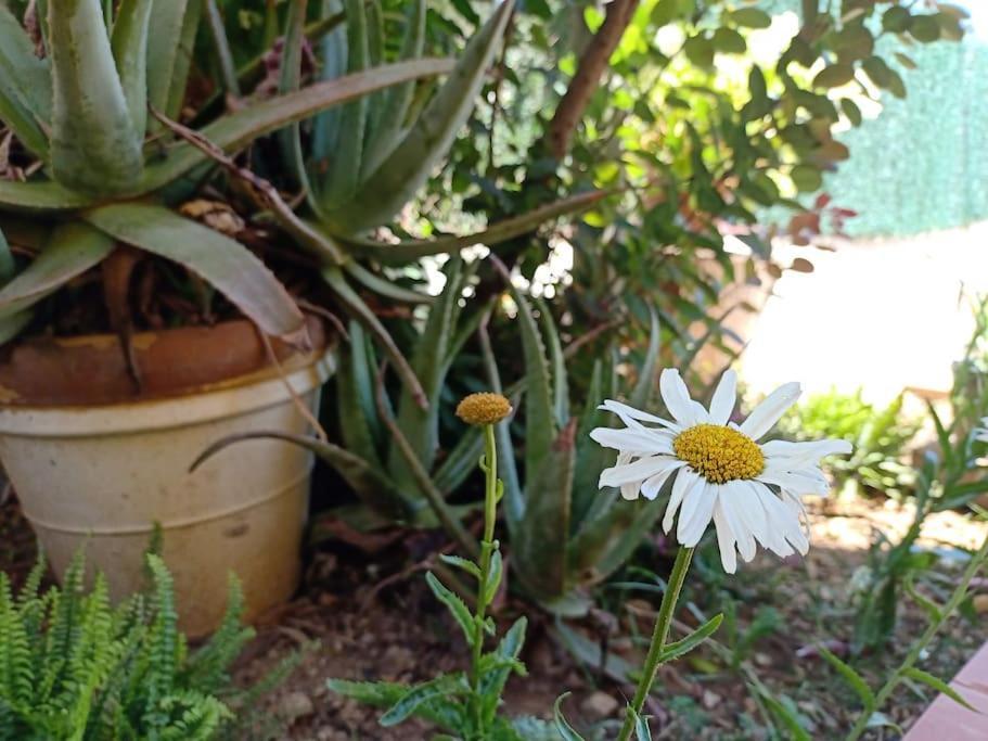 Falconera Apartaments, A Faldas De La Montana * Gandia