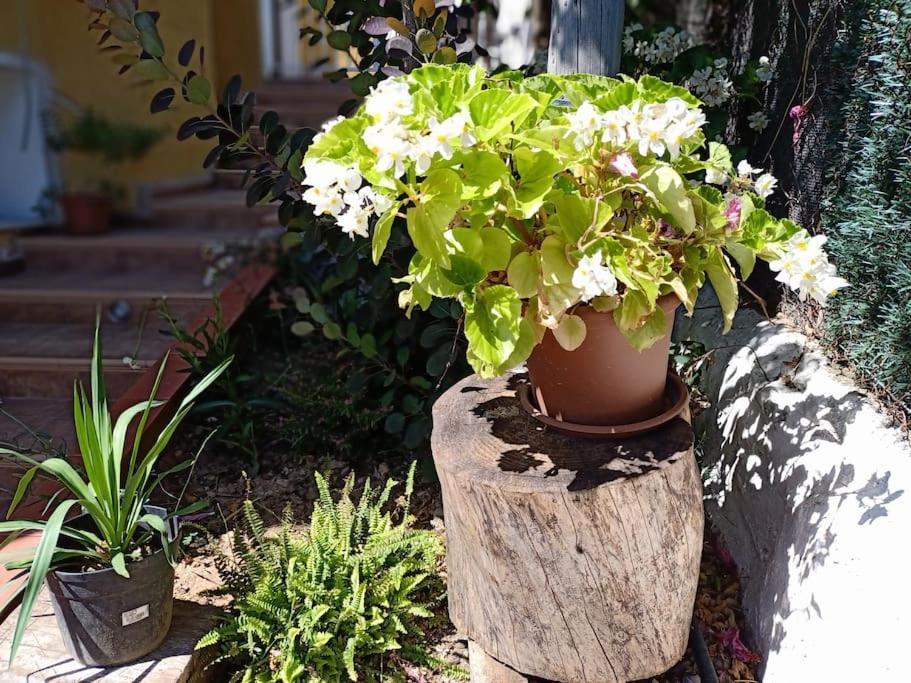 Falconera Apartaments, A Faldas De La Montana Apartment Gandia
