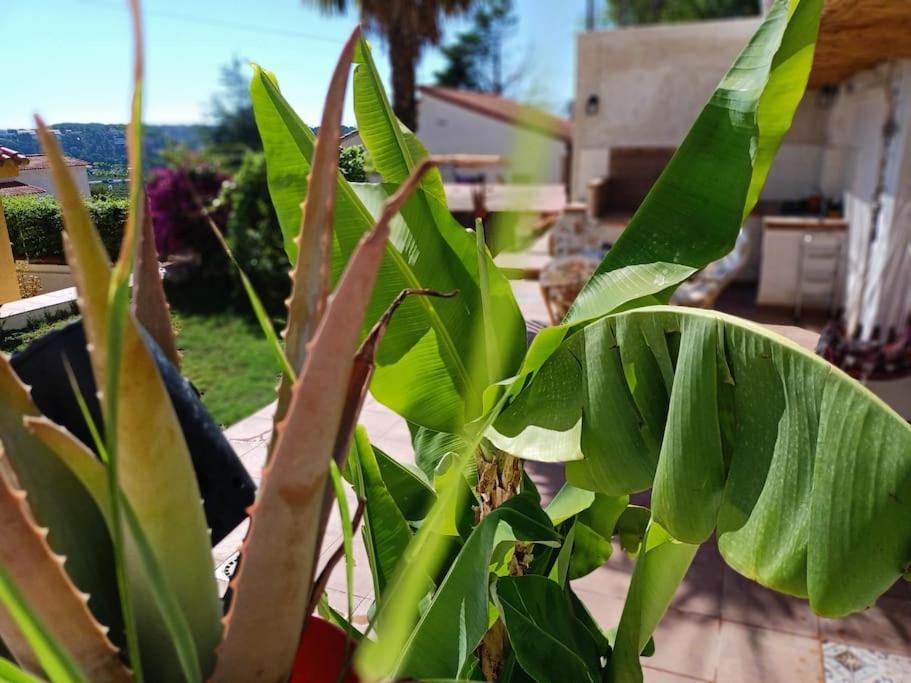 Falconera Apartaments, A Faldas De La Montana