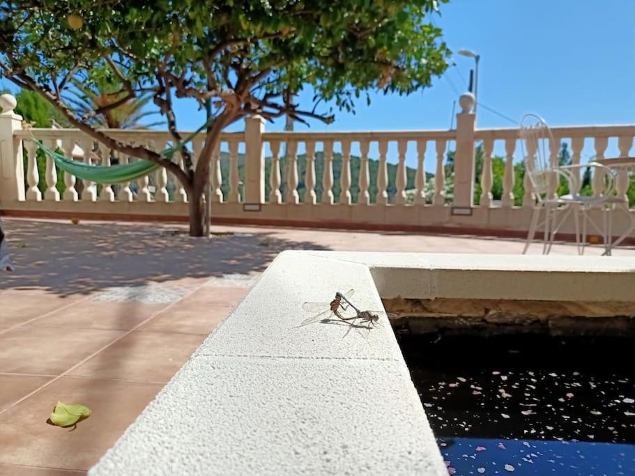 Falconera Apartaments, A Faldas De La Montana Gandía